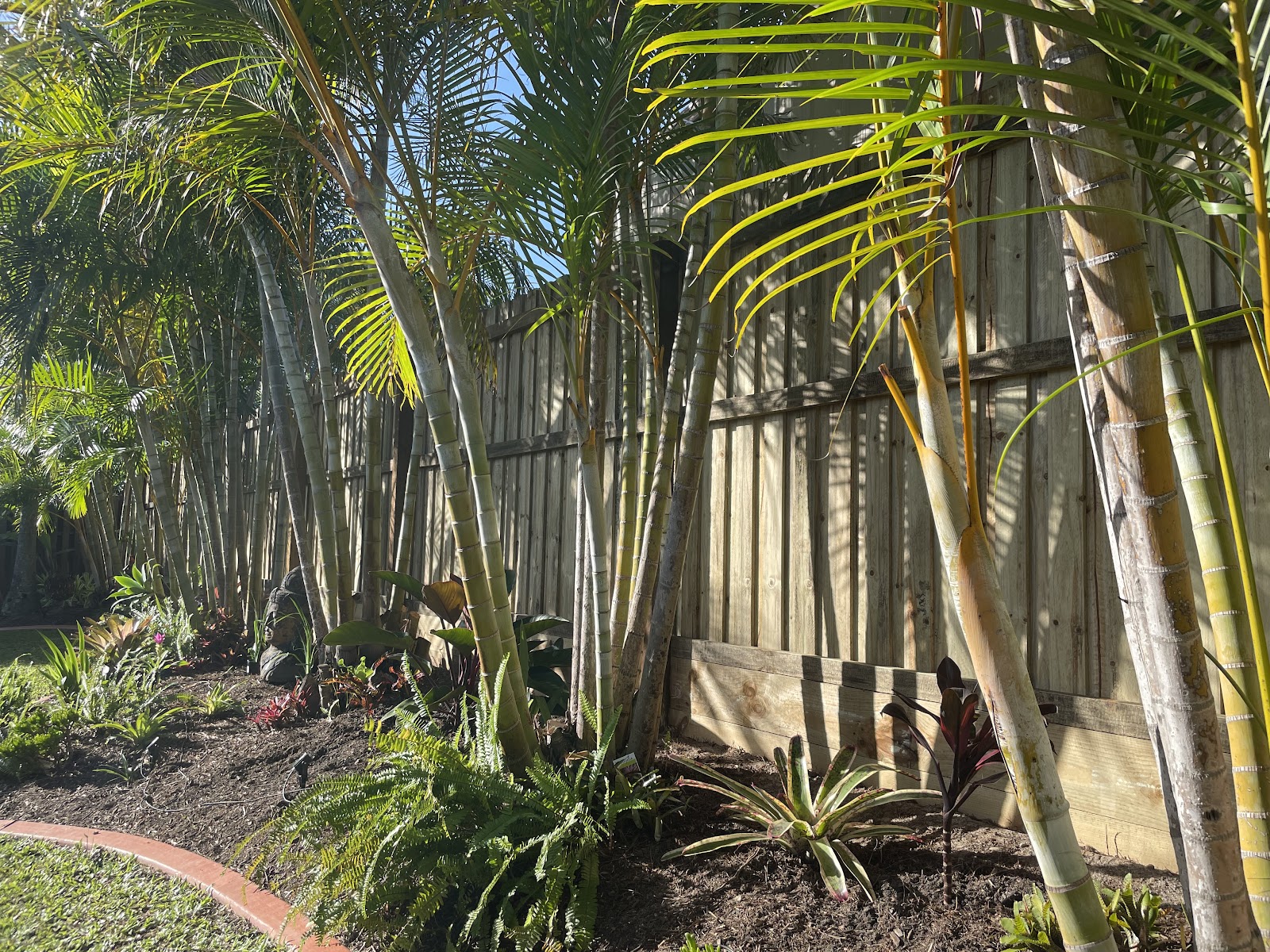 Timber paling fence behind a tropical garden bed