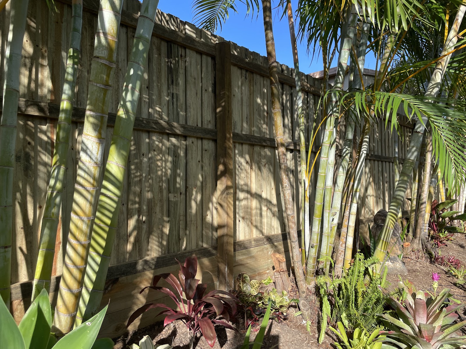 Timber fence standing behind palms and bromeliads